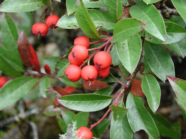 波葉紅果樹(shù)