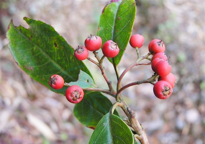 波葉紅果樹(shù)