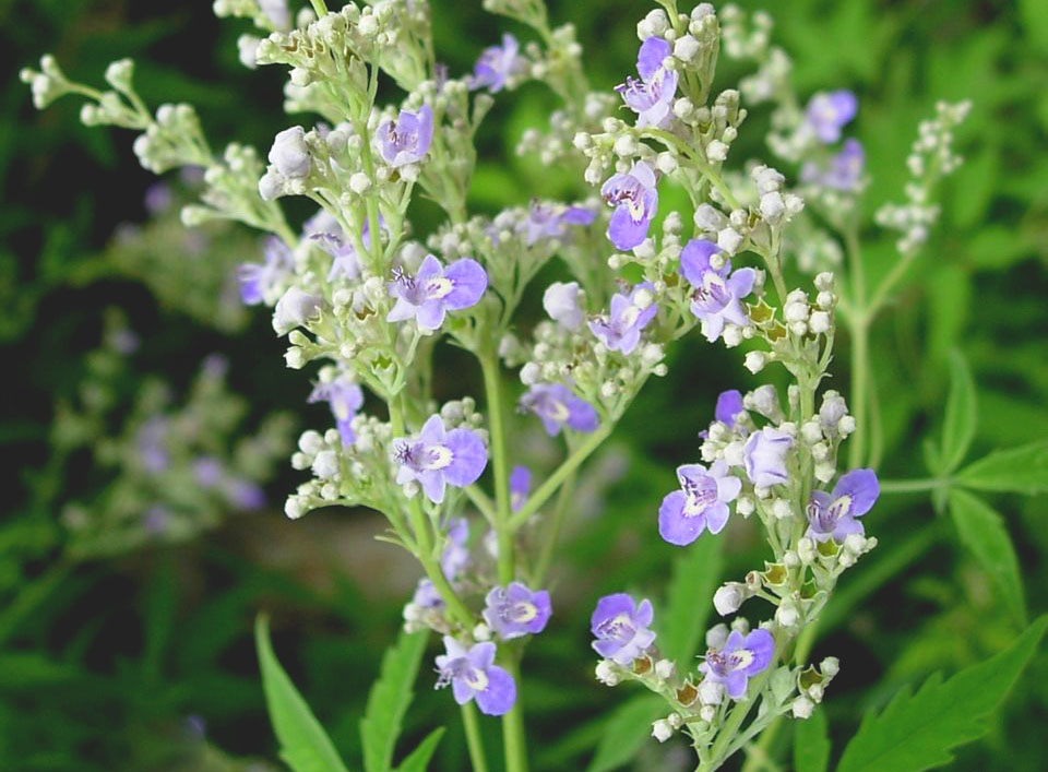 黃荊