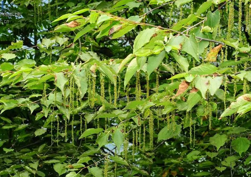 水青樹(shù)